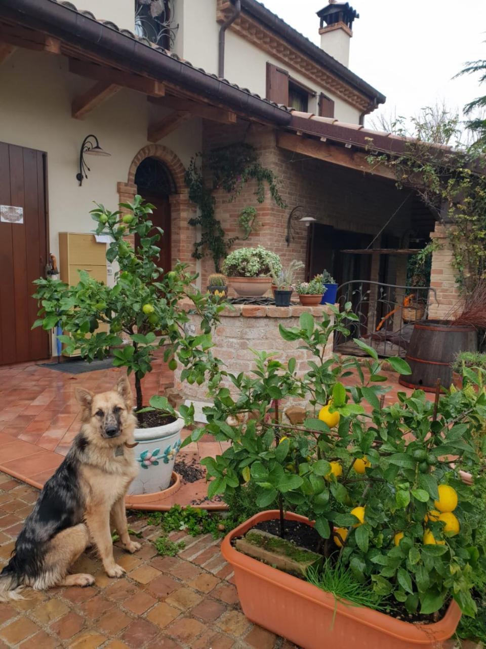 Ca' Dei Gelsi B & B Κοριάνο Εξωτερικό φωτογραφία