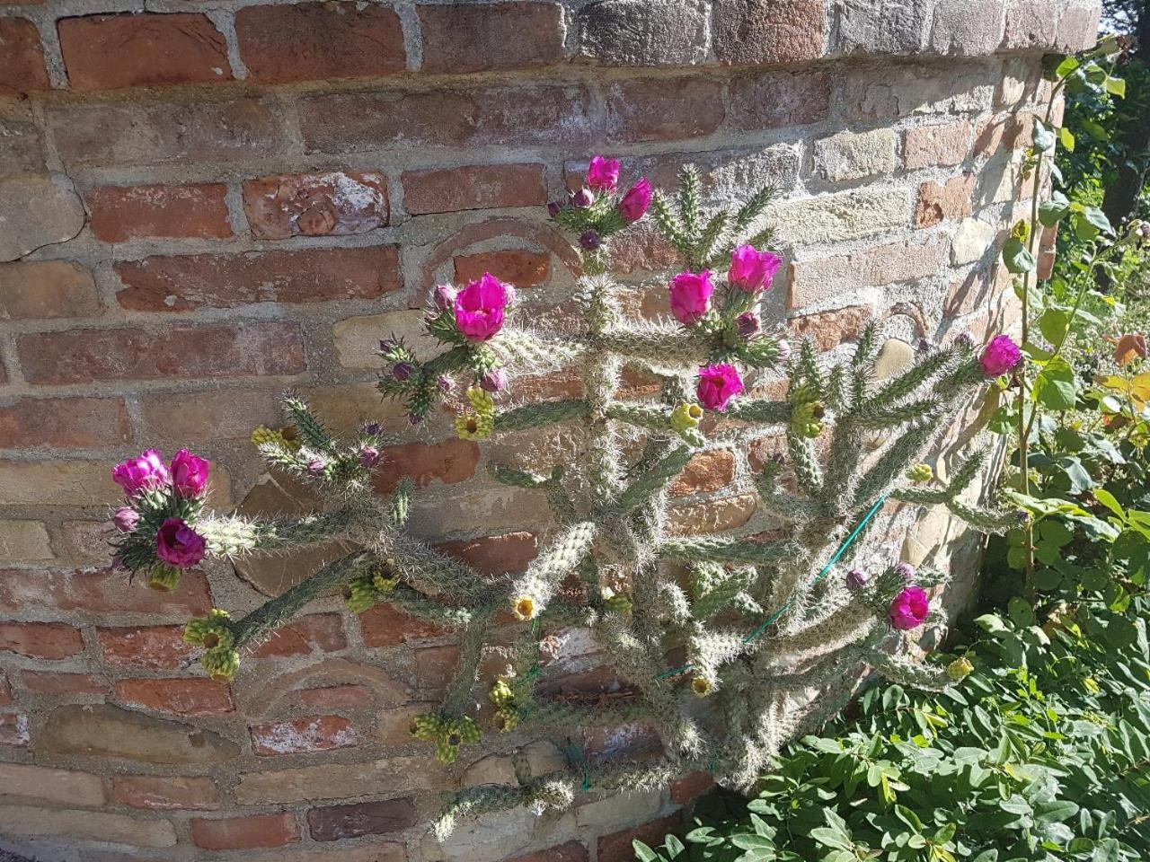 Ca' Dei Gelsi B & B Κοριάνο Εξωτερικό φωτογραφία